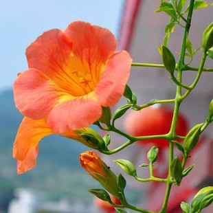 Lingxiao Flower Seedlings, Courtyard Wall Climbing Vines, Cold-Resistant Hanging Florals, Firecracker Florals, American Lingxiao Florals