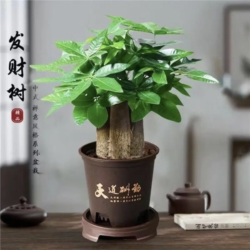 【三杆发财树】发财树好养活办公室室内绿植花卉花卉绿植盆栽桌面