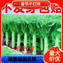 һ�����l�n�S�N���ͺ��C�S��Ƥ�tƤ�n�S�N�����������n�ķN����S