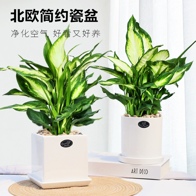 Вечнозеленое растение в горшке комнатное хорошее зеленое растение Офис вечнозеленое гидропонное маленькое растение розовый Silver Queen