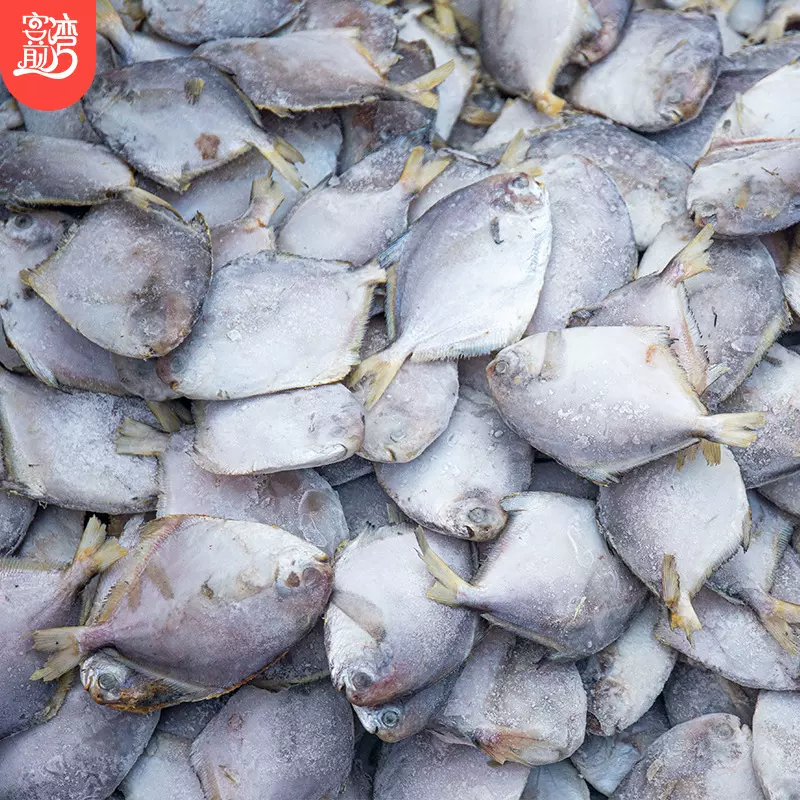 白鲳鱼银鲳鱼东山岛烧烤食材500g【爱心鱼满舱一件代发直播】