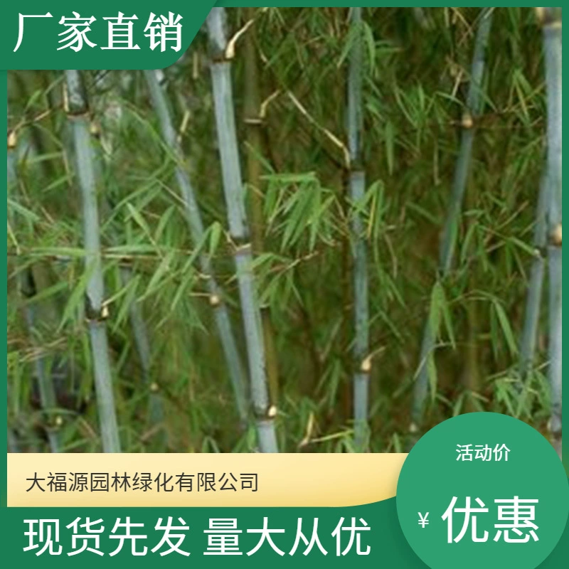 [Базовая оптовая продажа] Большое количество Скидка Стрелка Бамбуковая рассада Живописный район Ландшафтный дизайн Дорожный садовый проект Озеленение рассады