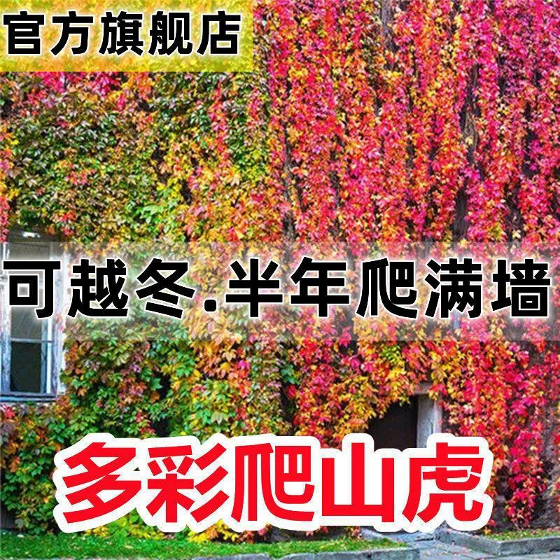 Семена вьющихся растений, вечнозеленые трехлистные вьющиеся растения, семена растений для покрытия почвы для лиственных растений на балконе.