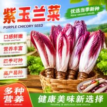 紫玉兰菜种子高钙红菊苣软化菊苣玉兰菜四季阳台盆栽蔬菜种子大全