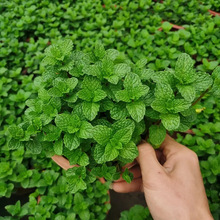 ��������ˮ�ౡ���~���r��ʳ���Ե������ֲ���҃ȾGֲ���ܙ��ʲ�