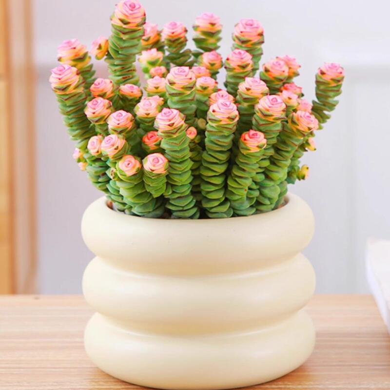 Money String Plant Succulent Small Potted Office Desktop Easy to Maintain Foliage Florals Multi-Headed Old Pile Easy to Maintain in All Seasons