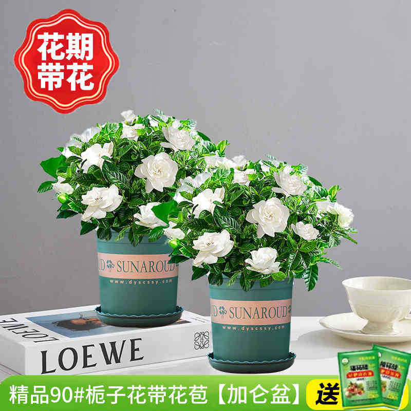 [2개 세면대 특별 제공] 부티크 90#치자나무 개화기(갤런 화분)에 영양액을 공급