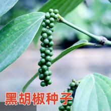 跨境电商胡椒种子黑胡椒白胡椒盆栽植物可食用香草芳香种籽大全