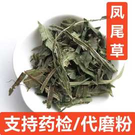 凤尾草 中药材批发 金鸡草 鸡脚草 凤凰草 支持药检 代磨粉