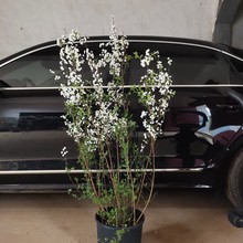 �ذꇊѩ������ѩ������ֲ�ﶬ��ͥԺ�͟��ͺ���������ľ���ܾGֲ