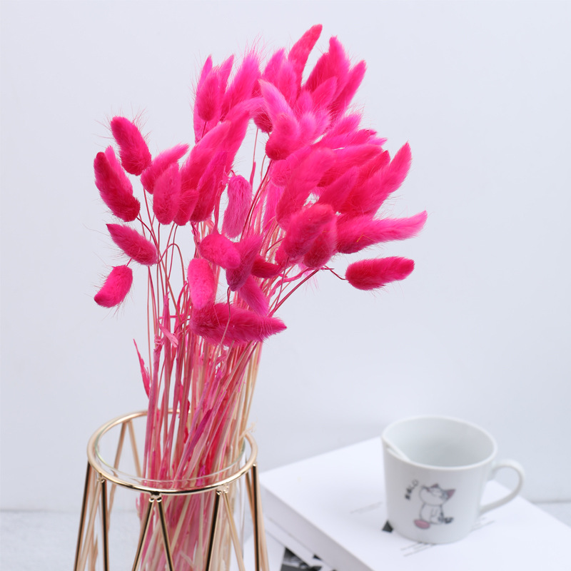 진달래색 토끼꼬리풀