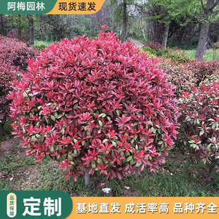 һ�����l�t�~ʯ骴�������tʯ�����С�~�����S����ͥԺ�G����