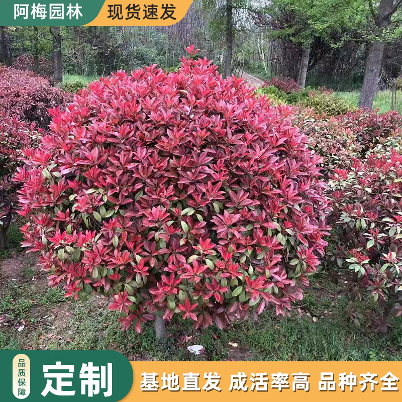 一件代发红叶石楠大树苗火焰红石楠球形小叶瓜子黄杨球庭院绿化树
