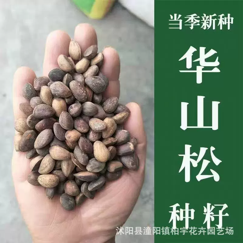 Новые семена сосны Хуашань