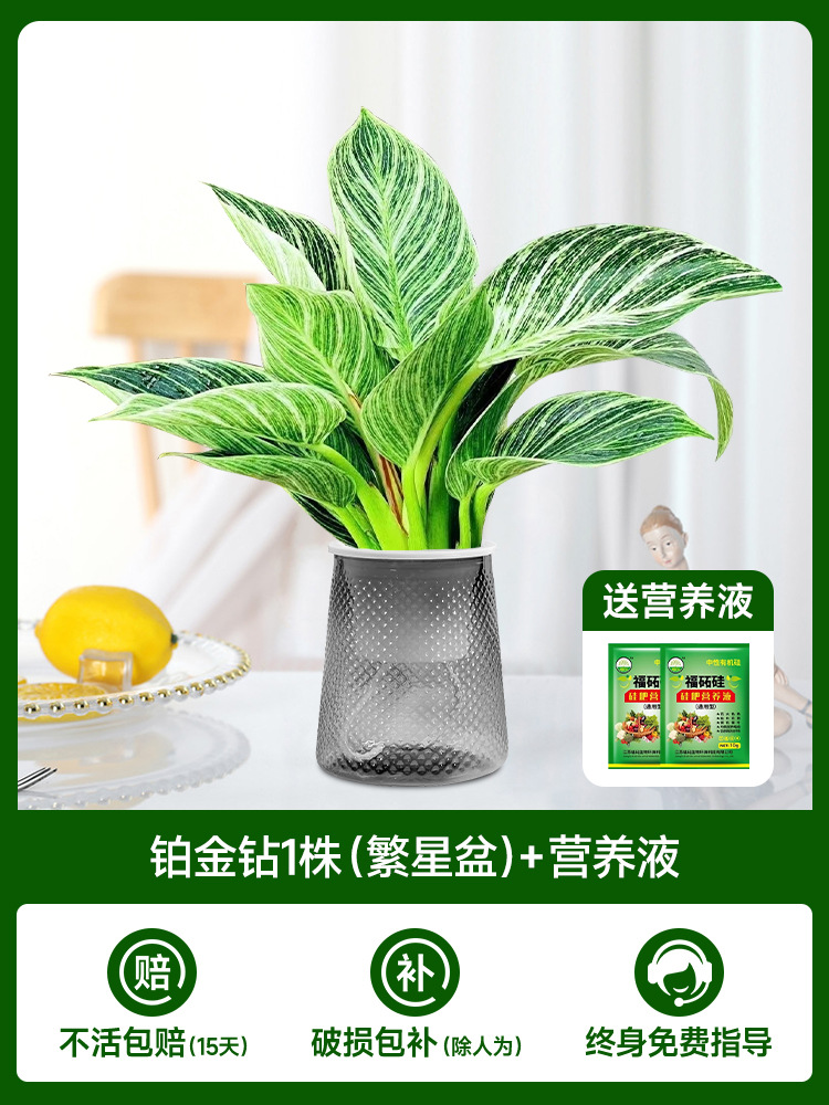 플래티넘 다이아몬드 25-30cm 싱글 [스타리 세면대] + 무료 영양액