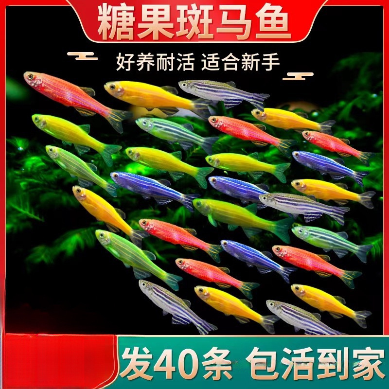 斑马鱼热带淡水观赏鱼小型鱼活体好养灯科鱼孔雀鱼苗金鱼