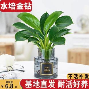 Golden Diamond Hydroponic Large-Leaf Potted Indoor Desktop Plant, Easy to Care for All Seasons, Purifies Air, Absorbs Formaldehyde, and Is a Shade-Tolerant Green Plant