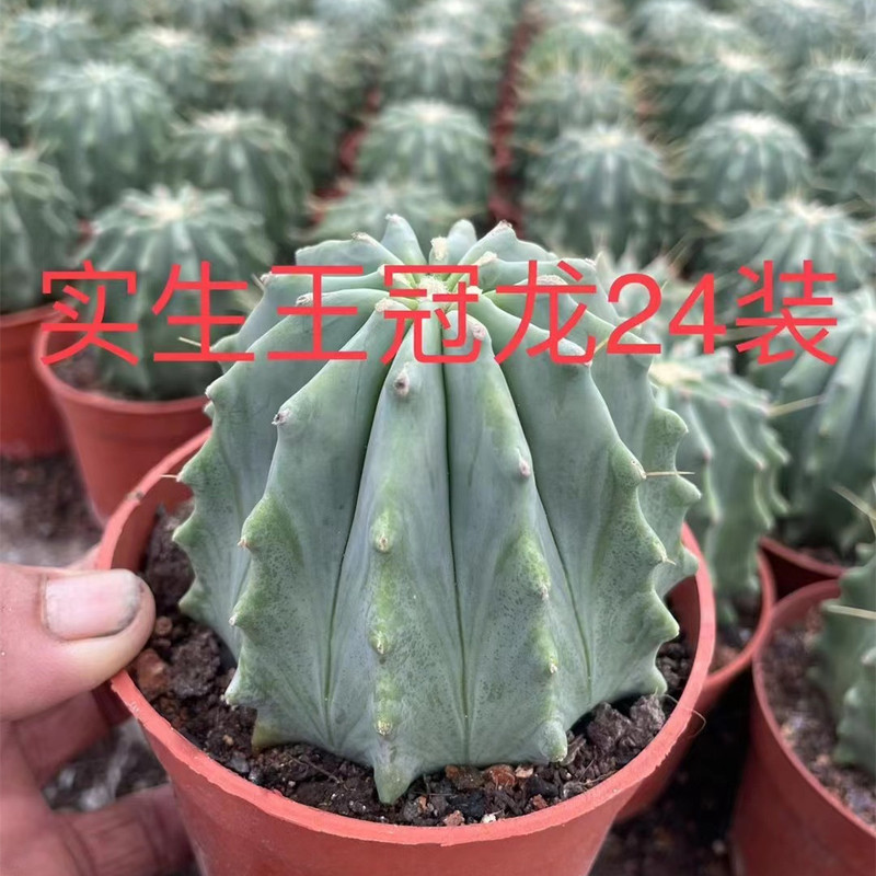 大仙人球コレクション、鉢植えの開花仙人掌、多肉植物、星兜瑞昌玉、玉龍鳳玉、玉翁|undefined