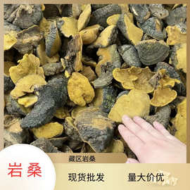 藏区桑黄岩桑1kg多规格散装现货专业批發岩桑现货批发大中小号