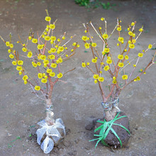 �D÷�����������҃����Ϙ�÷���辰ͥԺ�ͺ�����ֲ����������D÷