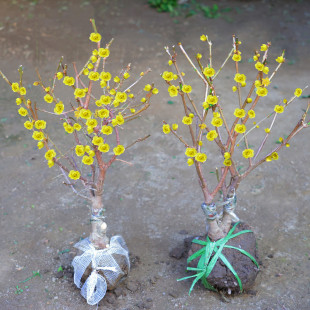 �D÷�����������҃����Ϙ�÷���辰ͥԺ�ͺ�����ֲ����������D÷