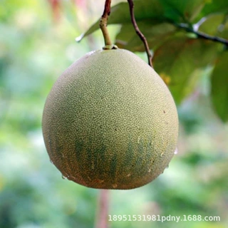 蜜瓜黄金蜜柚红心柚子树苗 大果马家柚薄皮红肉柚子苗 当年结果