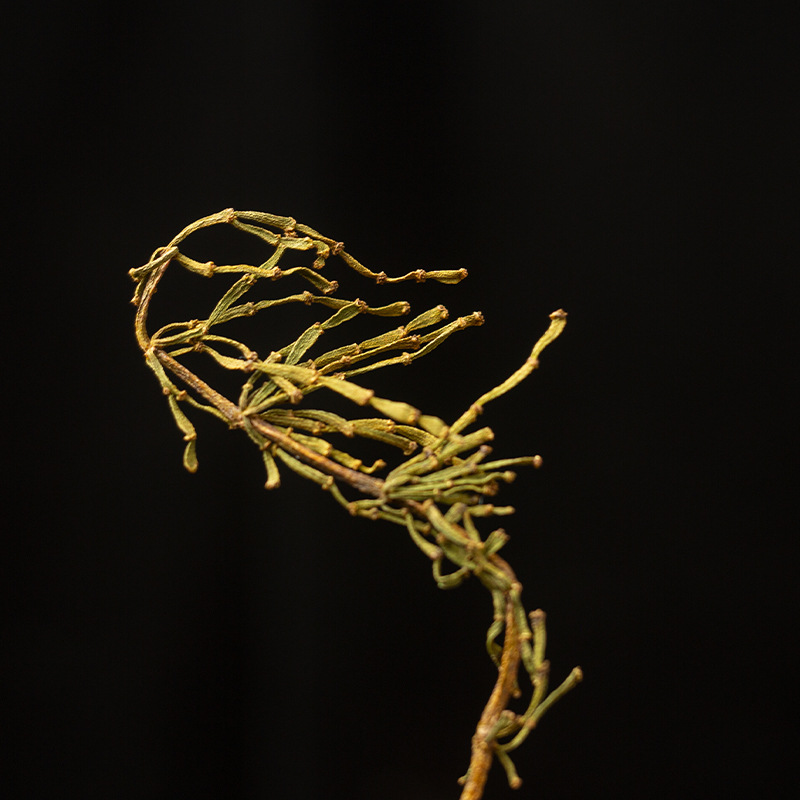 批发螃蟹脚 云南ye生螃蟹脚 普洱景迈山 普洱茶伴侣 生茶散茶500