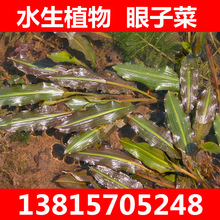 ����ˮֲ���R�����Ӳ� ���~���Ӳ� ������.������.���~��