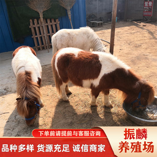 ��ͯ�T�˰��_�R���w �����R�����R ���^���U�ɽӿ��T�˰��R