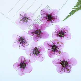 Peach Blossom Small Dried Flower Wholesale Real Flower Cross-border Embossing Specimen Face Makeup Table Lamp Candle Sticker Handmade diy Material