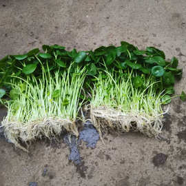 铜钱草水培水养土培室内植物桌面办公室绿植阳台盆栽金钱草!厂