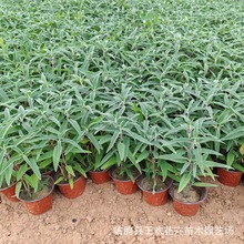 鼠尾草基地产 成都园林绿化苗木 花境植物 地被苗木批发 盆栽花卉