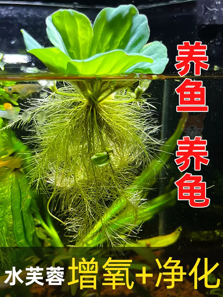 浮萍水草水芙蓉养鱼龟缸造景装饰水培植物水葫芦水草池塘净化水质