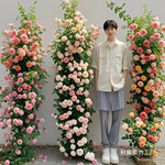 蔷薇花苗藤本月季特大花爬藤植物四季开花卉盆栽玫瑰费洛伦蒂批发