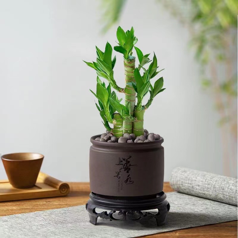 [국민트렌드 뉴스타일] 엄선된 연꽃대나무(최고는 물보라색 모래냄비) 베이스+영양액 포함