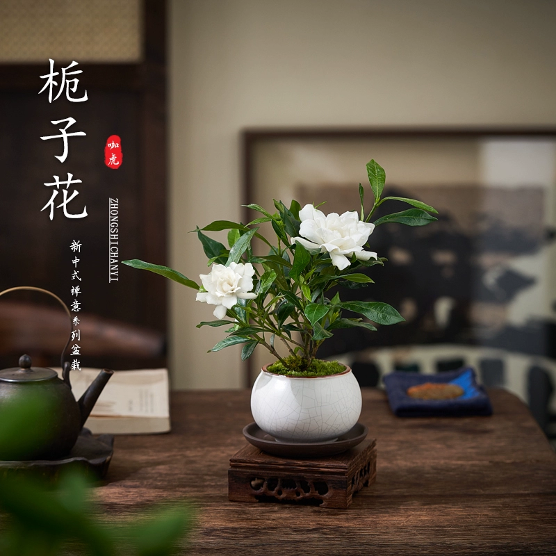 Цветы комнатного растения в горшках с мелколистной гарденией легко содержать в любое время года, ароматные офисные настольные цветы и зеленые растительные украшения.