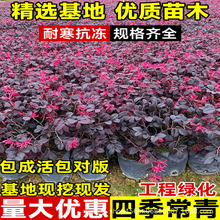 红花继木苗庭院耐寒植院红檵木树苗四季耐寒好养活园林绿化工程苗