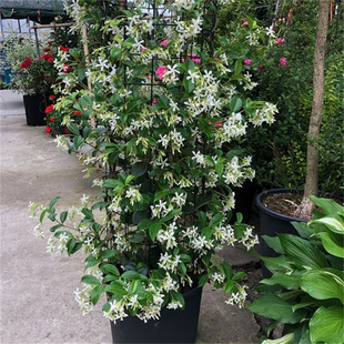 �L܇�������Խjʯ�ٴ��z�����ͺ��̨�����y�z����ͥԺֲ���_����