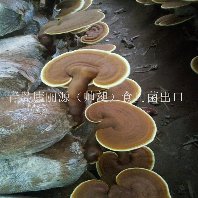 灵芝菌棒，灵芝菌包