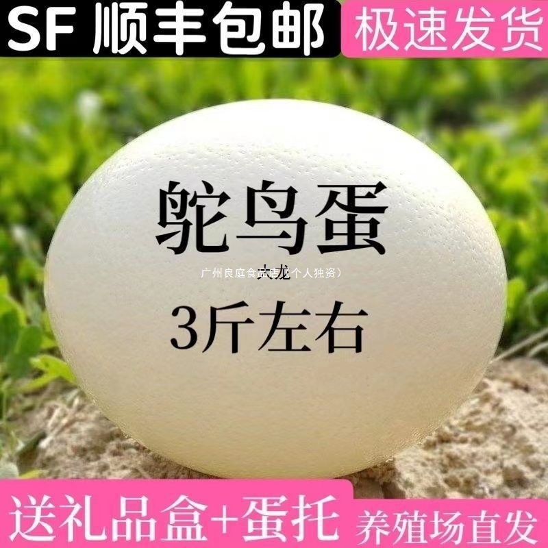 新鲜亚马逊包邮大号驼鸟送礼鸵鸟蛋食用非洲顺丰蛋蛋蛋礼盒河北