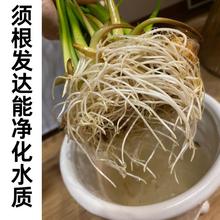 �ȹ÷N���N��Ĺ�ͦˮֲ��ˮ��������Ʒꖹ��m�仨���{����Ⱥ��B