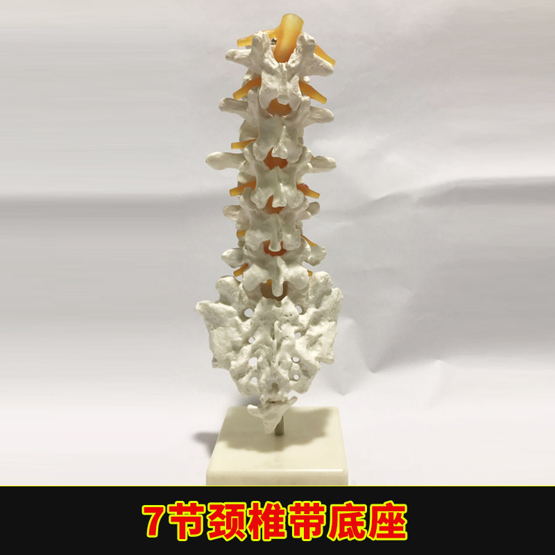 Physiological realistic removable skeleton, medicine toy, human bone