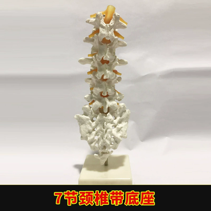 Physiological realistic removable skeleton, medicine toy, human bone
