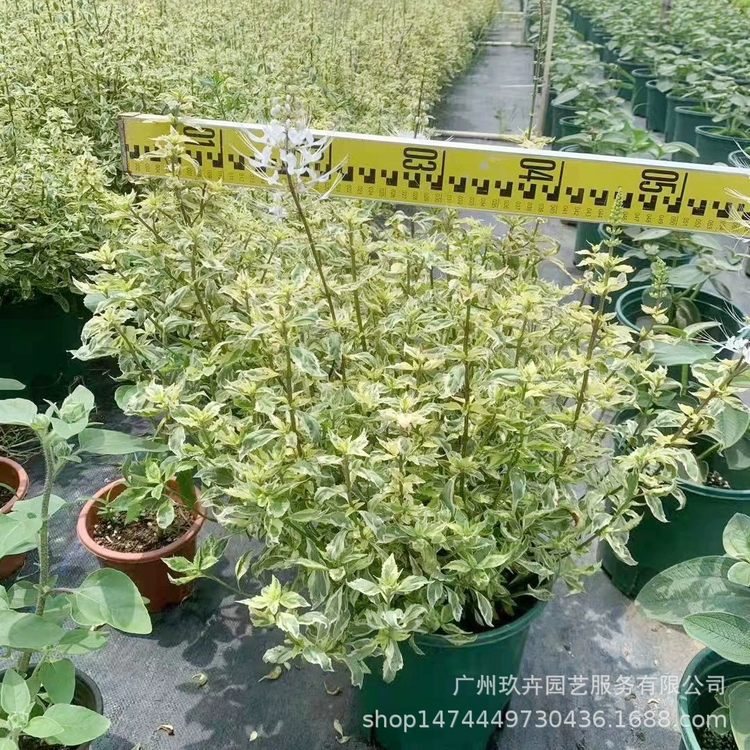 Цветок и лист кошка Трава цветок просмотр растение гостиная балкон горшечная клумба цветок зеркало Парк двор цветок зеркальное растение