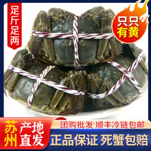 团购批发苏州满黄大闸蟹鲜活螃蟹单只净重大公蟹母蟹包邮礼盒装