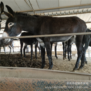 ���H�Bֳ�� �����H�� ���^�H ���H�x �N�H �B�H�¸�