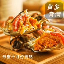 江苏大闸蟹鲜活螃蟹足重满黄全母螃蟹海鲜礼盒鲜活螃蟹团购批发