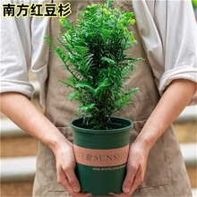 南方红豆杉盆栽室内盆景红豆杉树庭院绿化树苗
