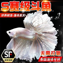 S]̩~¼׻鼆Ů^p~Ꭷ~Bͻ