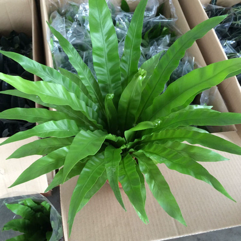 Птичье гнездо Лесли рога папоротника Папоротника Внутренняя гостиная Настольное гидропонное вечнозеленое растение в горшке